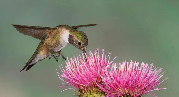 世界最小的鸟是什么