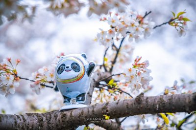 世界三大赏樱胜地是哪几个 全球三大樱花之都之中国武汉