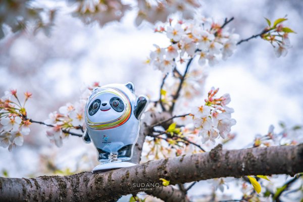 世界三大赏樱胜地是哪几个