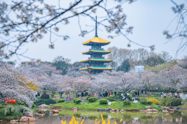 世界三大赏樱胜地是哪几个