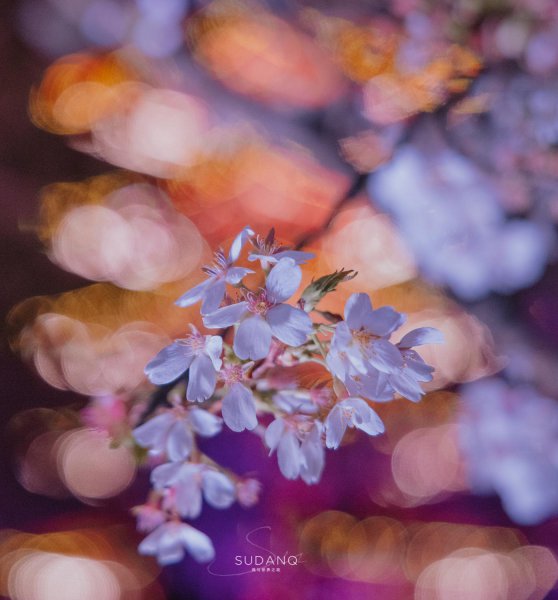 世界三大赏樱胜地是哪几个