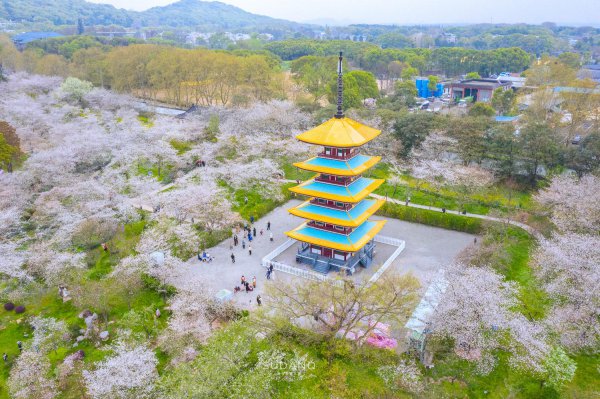 世界三大赏樱胜地是哪几个