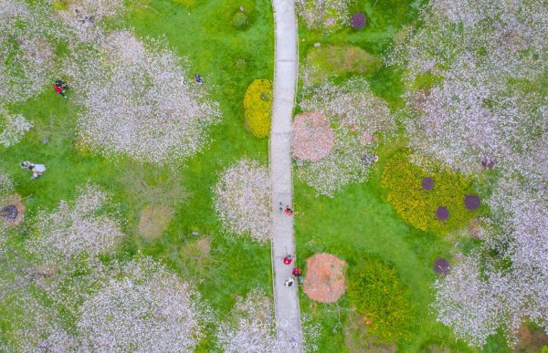 世界三大赏樱胜地是哪几个