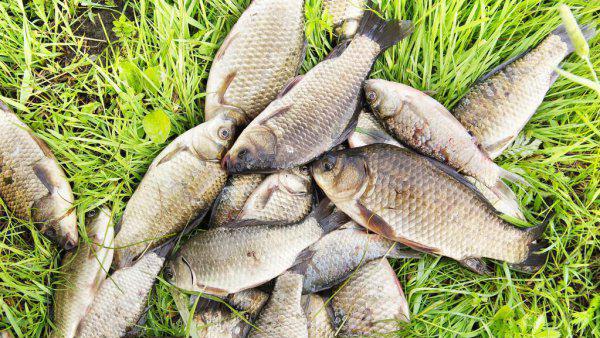 玉米钓鱼能钓什么鱼