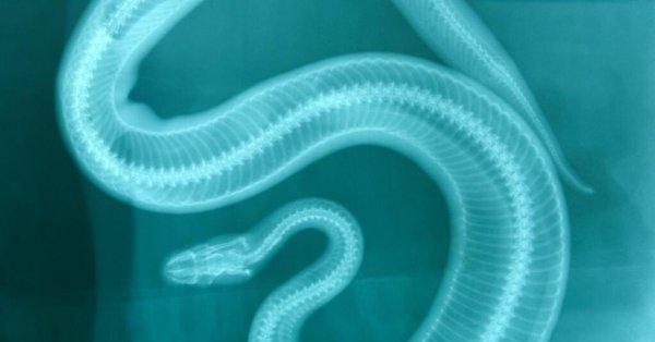 蛇是恒温动物吗