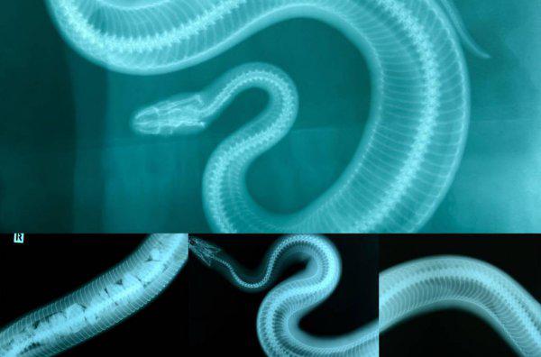 蛇是恒温动物吗