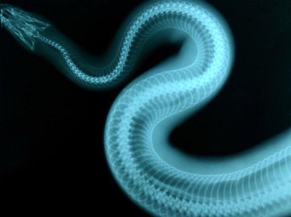 蛇是恒温动物吗