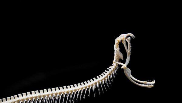 蛇是恒温动物吗