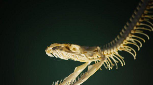 蛇是恒温动物吗