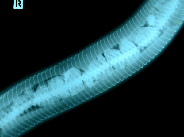 蛇是恒温动物吗