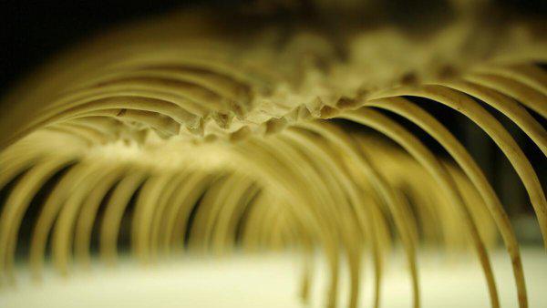 蛇是恒温动物吗