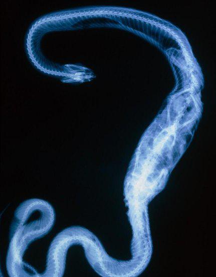 蛇是恒温动物吗