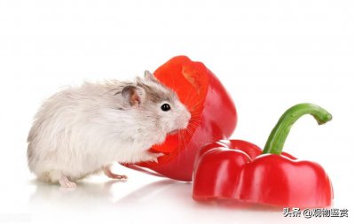 仓鼠为什么咬人的手指 仓鼠咬主人手指说明了什么情况