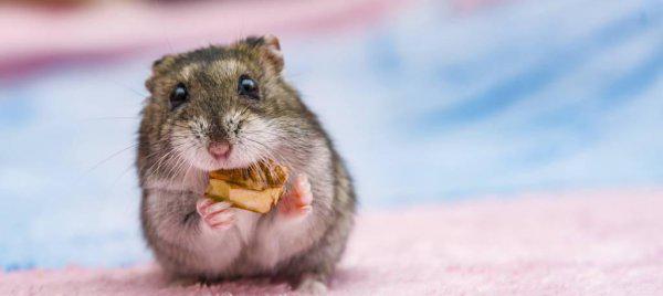 仓鼠为什么咬人的手指