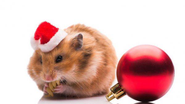 仓鼠为什么咬人的手指