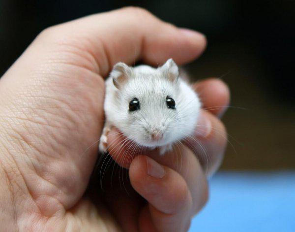 仓鼠为什么咬人的手指