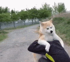 养秋田犬的人都后悔了