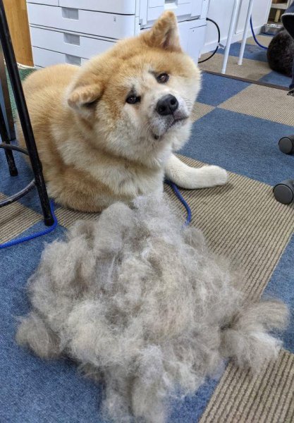 养秋田犬的人都后悔了