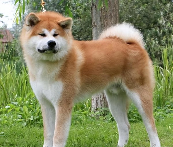 养秋田犬的人都后悔了