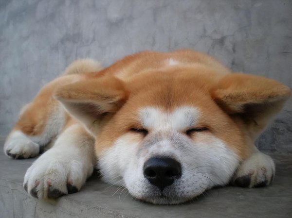 养秋田犬的人都后悔了