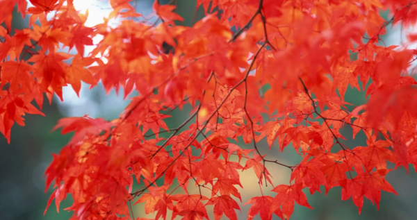 哈尔滨游玩景点排行榜