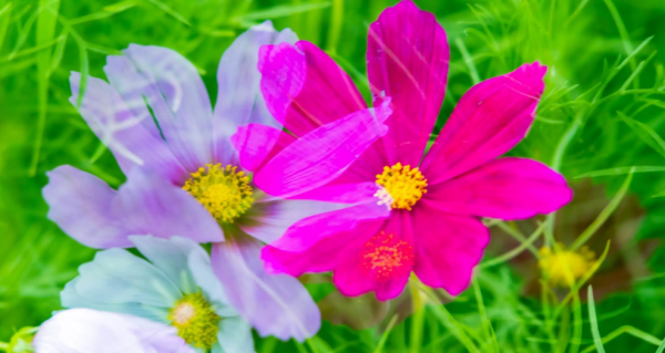 哈尔滨游玩景点排行榜