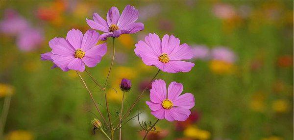 哈尔滨游玩景点排行榜