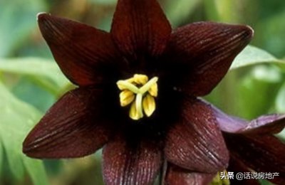 中国八大剧毒植物排名 十大最致命的植物须远离