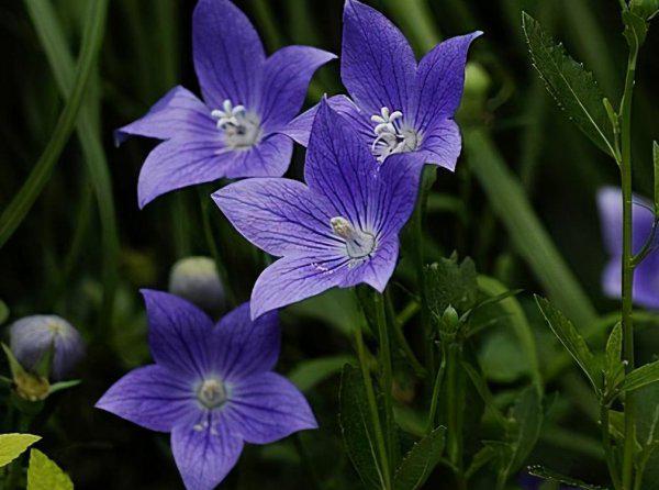 中国八大剧毒植物排名