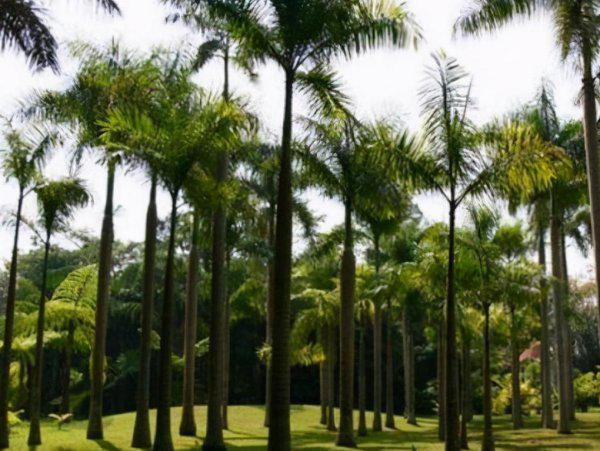 中国八大剧毒植物排名