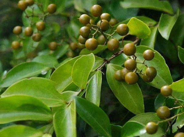 中国八大剧毒植物排名