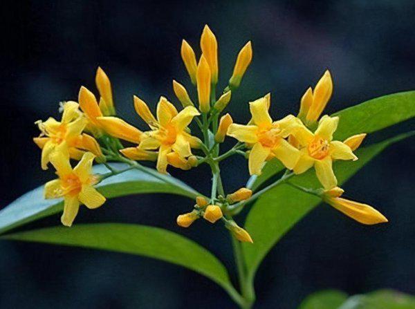 中国八大剧毒植物排名