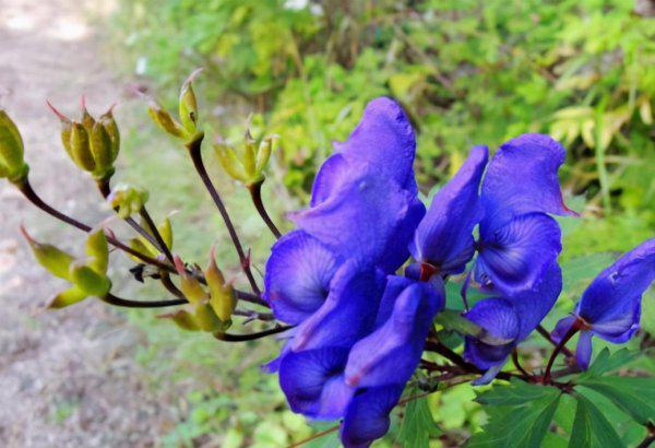中国八大剧毒植物排名