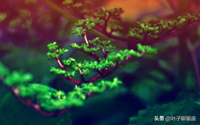 谁是水瓶座的宿命伴侣 水瓶座的灵魂伴侣星座介绍