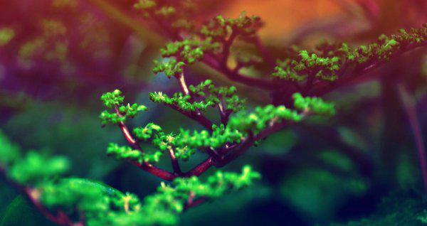 谁是水瓶座的宿命伴侣