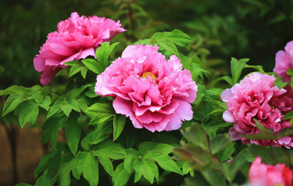 关于牡丹花开的句子唯美