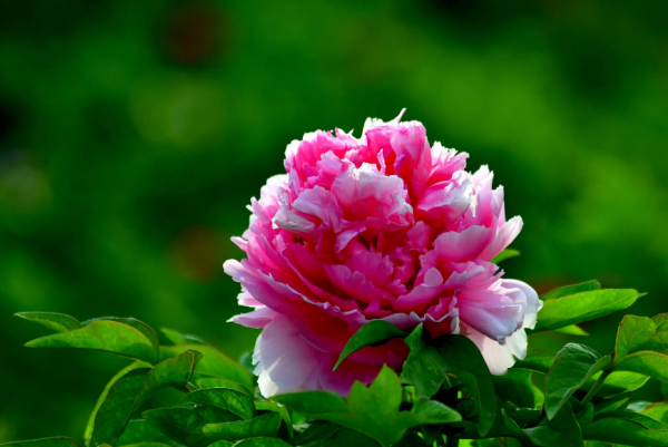 关于牡丹花开的句子唯美