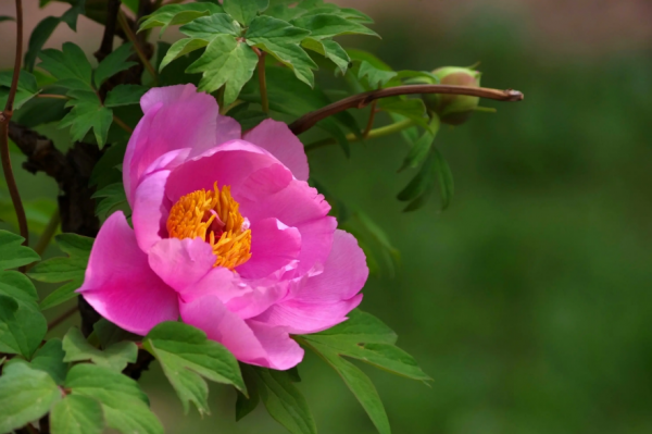 关于牡丹花开的句子唯美