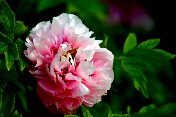 关于牡丹花开的句子唯美