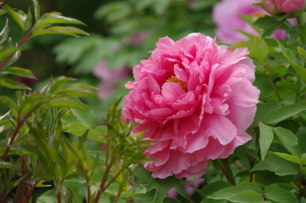 关于牡丹花开的句子唯美