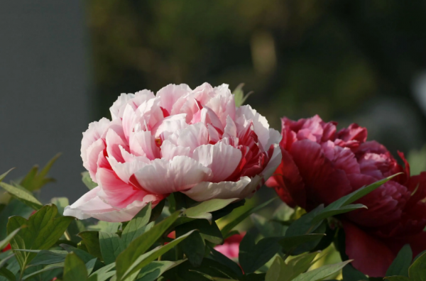 关于牡丹花开的句子唯美