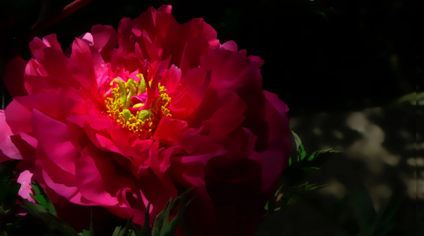 关于牡丹花开的句子唯美