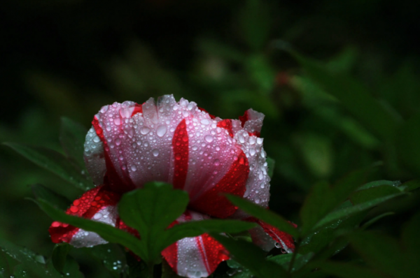关于牡丹花开的句子唯美
