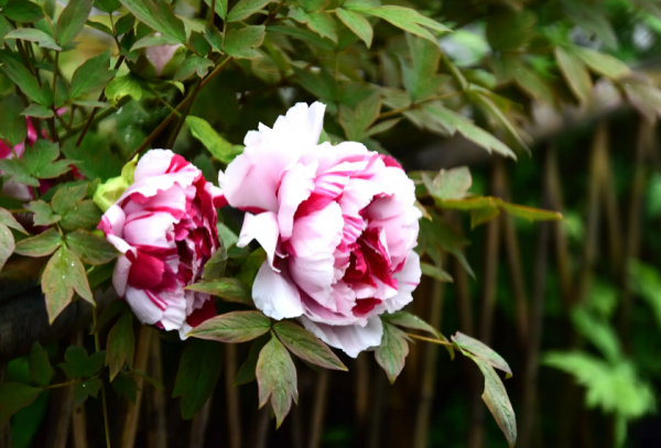 关于牡丹花开的句子唯美