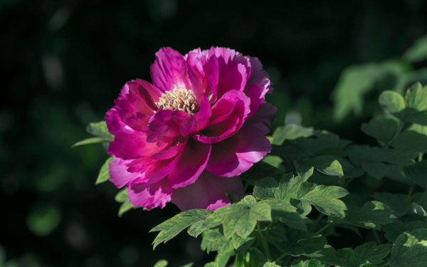 关于牡丹花开的句子唯美