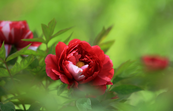 关于牡丹花开的句子唯美