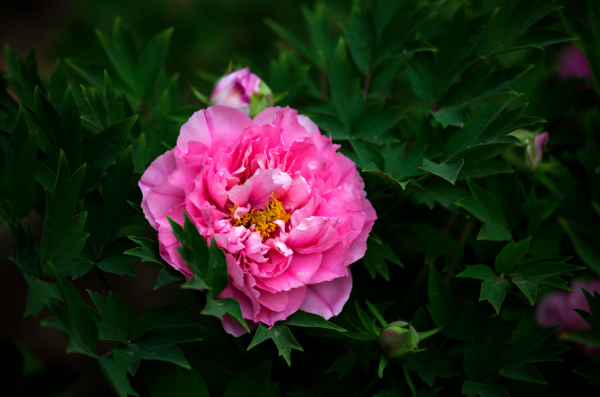 关于牡丹花开的句子唯美