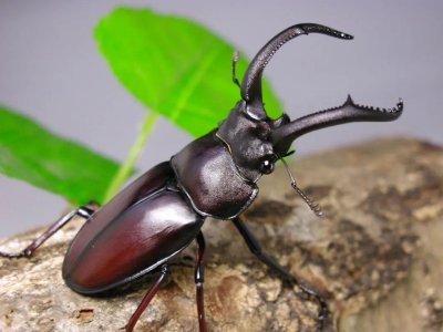 锹甲虫吃什么食物 如何饲养锹甲虫需要准备哪些东西