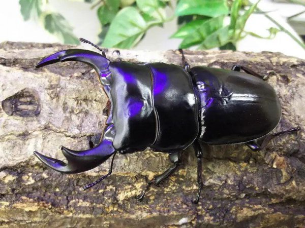 锹甲虫吃什么食物