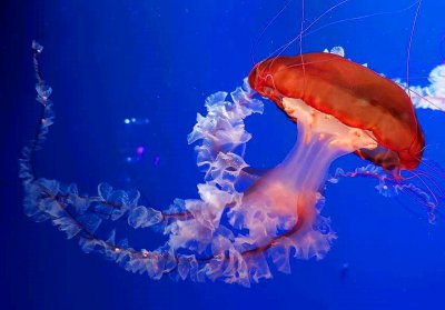 海蜇和水母的区别有什么 人们却还一直错把水母当海蜇